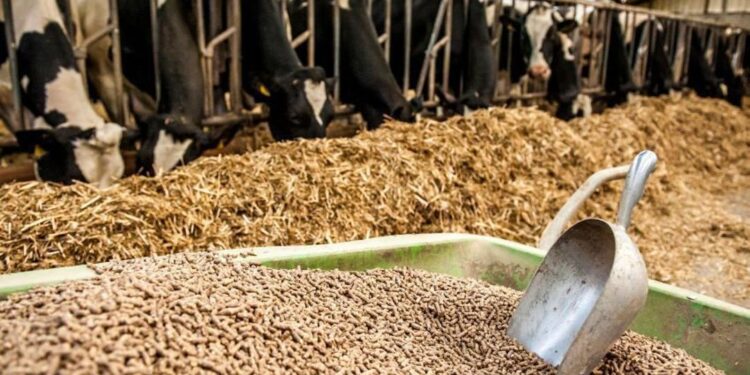 Жамбыл облысында мал азығы ұнын өндіретін зауыт іске қосылады