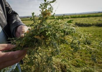 Солтүстік Қазақстанда жоңышқадан жем өндіретін зауыт салынып жатыр