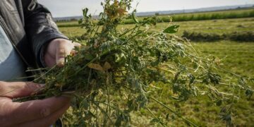 Солтүстік Қазақстанда жоңышқадан жем өндіретін зауыт салынып жатыр