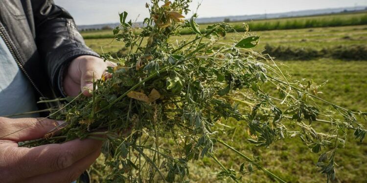 Солтүстік Қазақстанда жоңышқадан жем өндіретін зауыт салынып жатыр