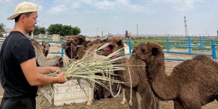 Түйе шаруашылығын түрлендірген кәсіпкер
