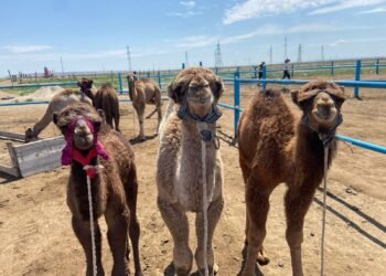 Түйе шаруашылығын түрлендірген кәсіпкер