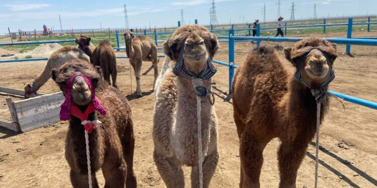 Түйе шаруашылығын түрлендірген кәсіпкер