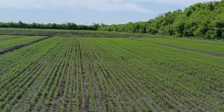 Ғалымдар жасымықтың жаңа түрін сынақтан өткізіп жатыр