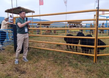 Б.Оспанов: «Еділбай» – ата-бабамыздан қалған ерекше қой тұқымы