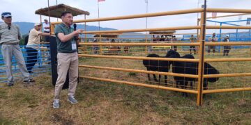 Б.Оспанов: «Еділбай» – ата-бабамыздан қалған ерекше қой тұқымы