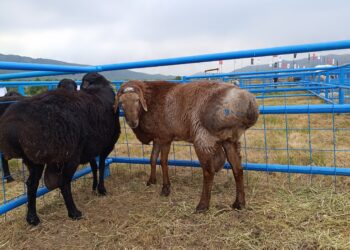 Б.Оспанов: «Еділбай» – ата-бабамыздан қалған ерекше қой тұқымы