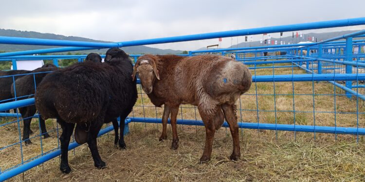 Б.Оспанов: «Еділбай» – ата-бабамыздан қалған ерекше қой тұқымы