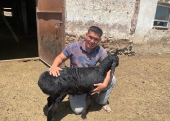 Бұрынғы дәрігер қазір асыл тұқымды қой өсіреді