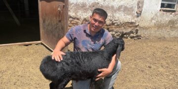 Бұрынғы дәрігер қазір асыл тұқымды қой өсіреді