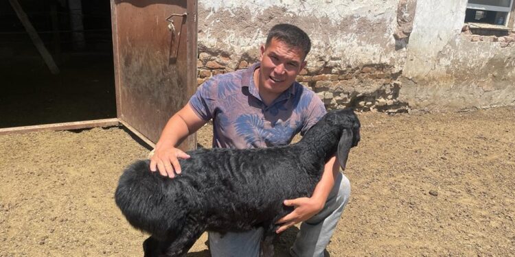 Бұрынғы дәрігер қазір асыл тұқымды қой өсіреді