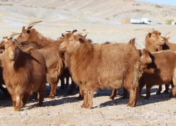 Қазақстан Монғолиядан 500 мың бас ешкі сатып алуға қызығушылық танытты