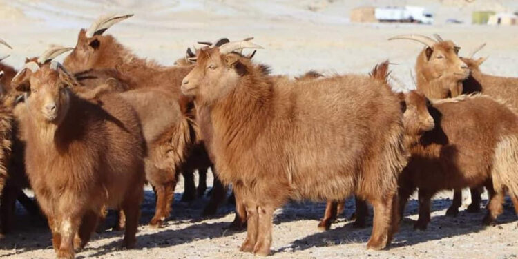 Қазақстан Монғолиядан 500 мың бас ешкі сатып алуға қызығушылық танытты