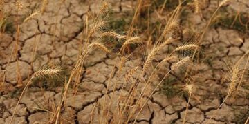 Оңтүстікте қуаңшылықтан 49 мың гектар бидай алқабы қураған