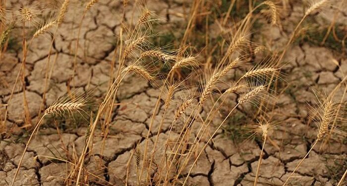 Оңтүстікте қуаңшылықтан 49 мың гектар бидай алқабы қураған