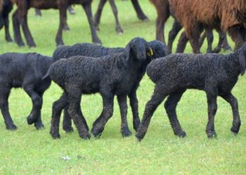 Ауылдар мен шағын қалаларда микро кредит пен лизинг берудің қағидасы бекітілді