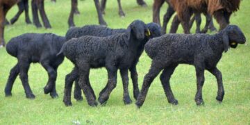 Ауылдар мен шағын қалаларда микро кредит пен лизинг берудің қағидасы бекітілді