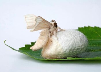 Түркістан облысында тұт жібек құртын өсіру және өңдеу жобасы іске қосылады