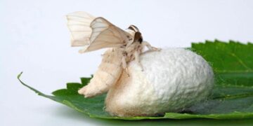 Түркістан облысында тұт жібек құртын өсіру және өңдеу жобасы іске қосылады