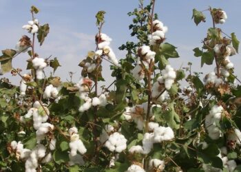 Ғалымдар мақтаның жаңа сортын шығарды