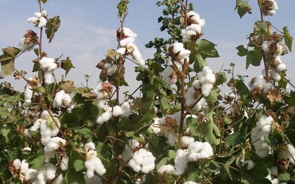 Ғалымдар мақтаның жаңа сортын шығарды