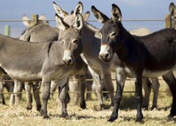 Мәжіліс депутаты есек шаруашылығының жұмысымен танысты