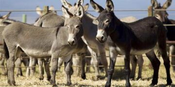 Мәжіліс депутаты есек шаруашылығының жұмысымен танысты