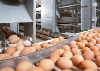 Қостанай облысында жылына 200 млн жұмыртқа өндіретін құс фабрикасы салынып жатыр
