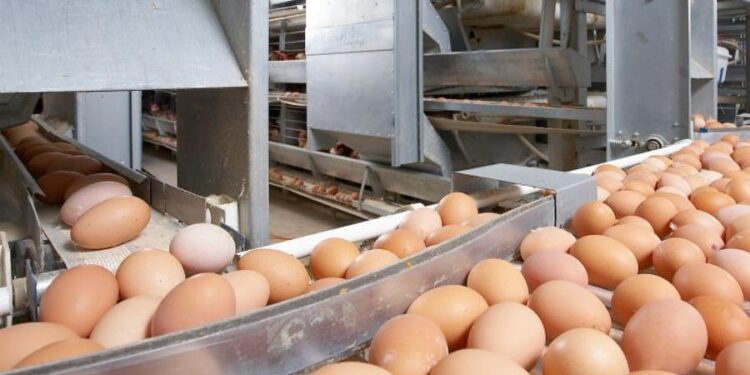 Қостанай облысында жылына 200 млн жұмыртқа өндіретін құс фабрикасы салынып жатыр