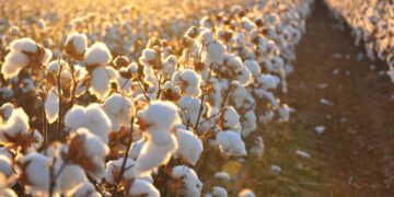 Агротехнологияның арқасында мақта өнімділігі артты