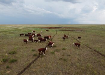 Қарағанды облысында «Жайлау» жобасы іске асырылып жатыр