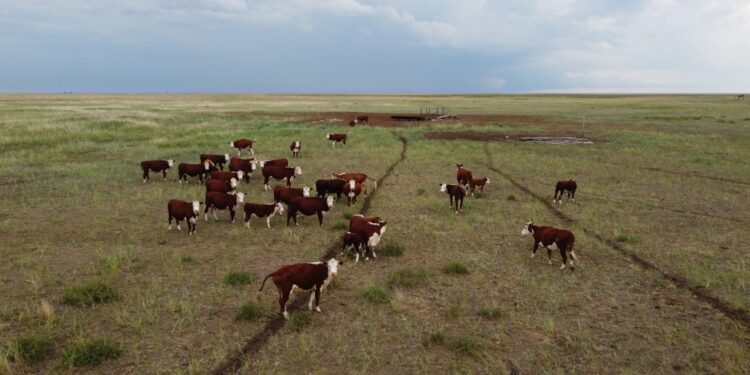 Қарағанды облысында «Жайлау» жобасы іске асырылып жатыр