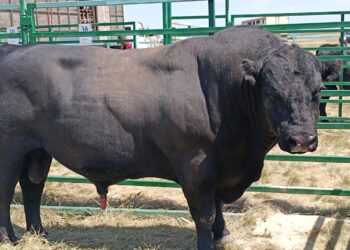 «Jańa Dala / Green Day ‘2025» халықаралық көрмесі аясында Maverick атты бұқа үздік деп танылды