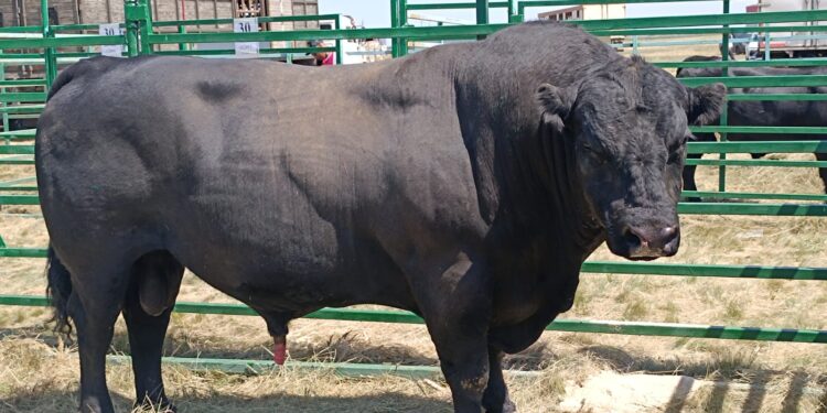 «Jańa Dala / Green Day ‘2025» халықаралық көрмесі аясында Maverick атты бұқа үздік деп танылды