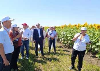 «Дала күні 2025» көрмесінде құрғақшылыққа төзімді тұқым түрлері таныстырылды