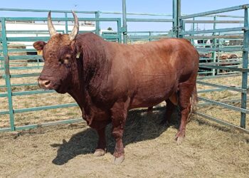 Асыл тұқымды мал сатып алуға арналған бағдарлама басталады