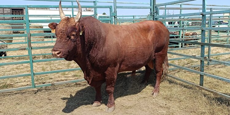 Асыл тұқымды мал сатып алуға арналған бағдарлама басталады