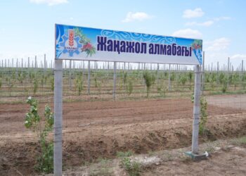 Қармақшыда алма мен алмұрт өседі