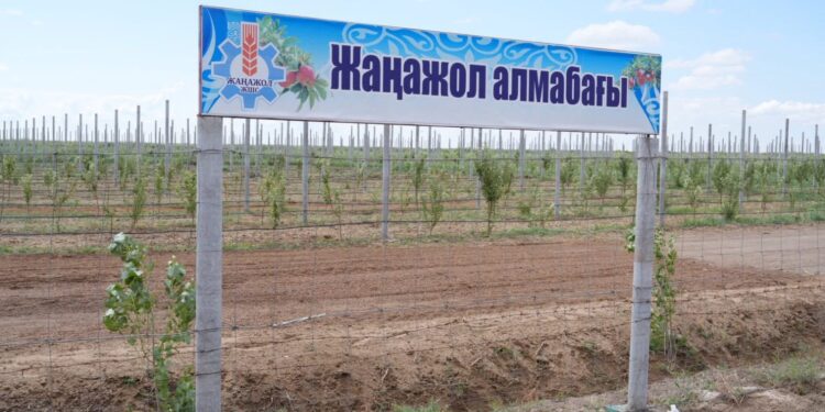 Қармақшыда алма мен алмұрт өседі