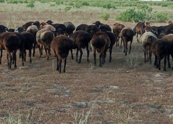 Қазақстан енді Иракқа сиыр мен қой экспорттай алады