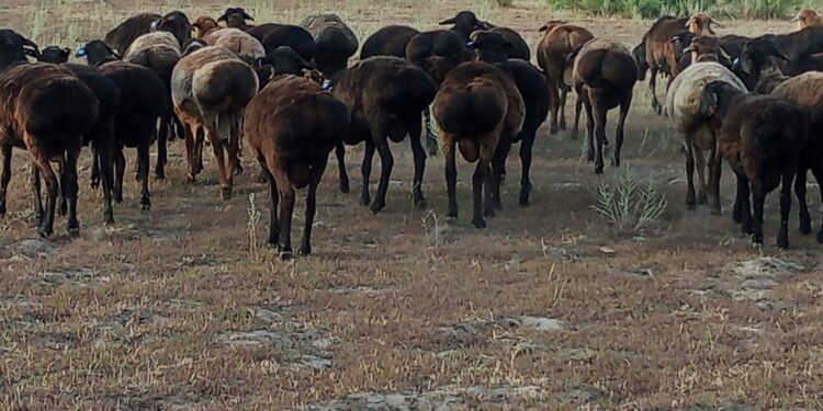 Қазақстан енді Иракқа сиыр мен қой экспорттай алады