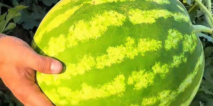 Алматы облысында 309 тонна құлпынай мен 15 мың тоннадан астам қарбыз жиналды