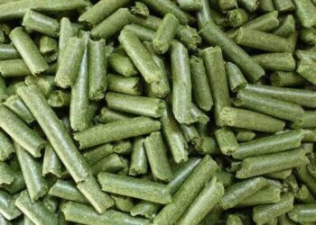 СҚО-да жоңышқадан жем өндіретін зауыттың құрылысы жүріп жатыр