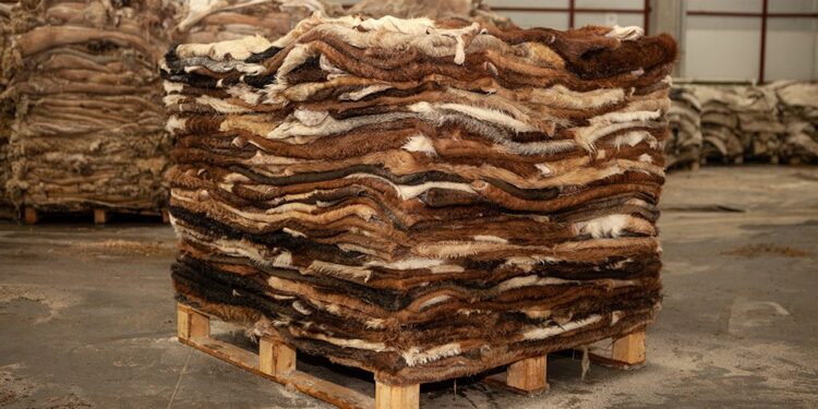 Отандық 7 компания сиыр терісін Қытайға экспорттай алатын болды