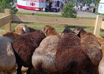 Оралда «AUYL FEST» бірінші халықаралық этомәдени фестивалі болды