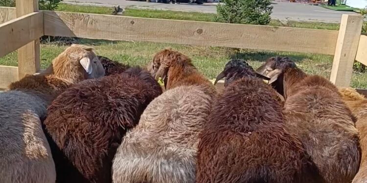 Оралда «AUYL FEST» бірінші халықаралық этомәдени фестивалі болды