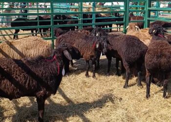 Бесқали Зұлһарнайұлы: Еділбай қойы ұсақталып кетуі мүмкін