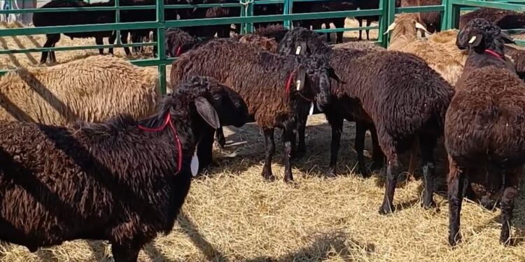 Бесқали Зұлһарнайұлы: Еділбай қойы ұсақталып кетуі мүмкін