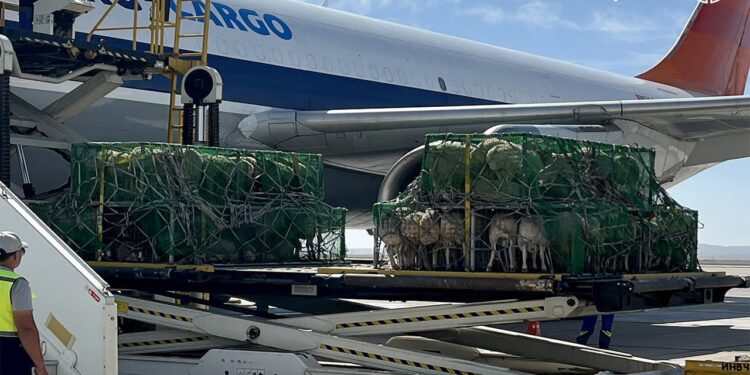 Өзбекстан Моңғолиядан 100 мың бас қой сатып алады