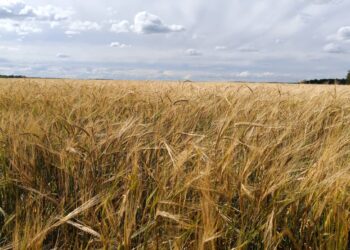 Аграрлық несие корпорациясы егін егетін 7 542 фермерді қаржыландырған